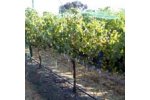 Bare Hand - Vineyard & Crop Bird Netting