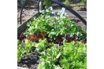 Nixalite - Garden Netting For Birds