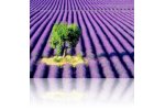 Polymeric and Inorganic Coagulants