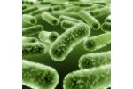 CENSUS - Environmental Remediation