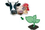 The Treatment of Manure