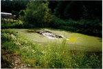 Treatment of leachate of compost and waste disposal sites
