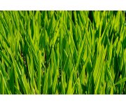 Let`s reconnect green issues and development post-2015