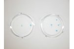 Toxi-ChromoPad - Sediment Contact Toxicity Test