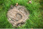 Digester Feedstock For Biogas Generation