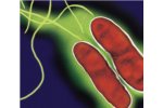 Phigenics - Validation Test Products for Validation of Legionella Hazard Control