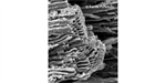 Agrichar - Biochar As A Soil Amendment