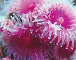 Thermo Scientific Nautilus LIMS™ helps PharmaMar Harvest Cancer- Curing Organisms from...