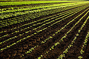 Copper-zinc interactions increase toxicity in soils, say researchers