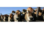 Biological Tech - Animal Probiotics & Animal Waste Treatment 