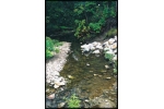 Water & Wastewater