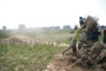 Biomass briquettes and pellets