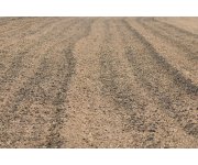 The effects of biosolid application on soil chemical properties and Zea mays nutrition