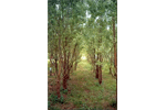 Phytoremediation