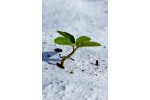 Environmental Consultancies