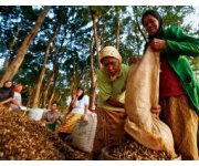 Indonesia extends its Forest Moratorium: What comes next?
