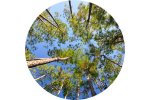 HEMIv8 - HemiView