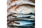 Fish Industry Wastewater Treatment