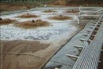 Activated Sludge